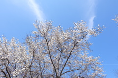 いっぱいのこぶしの花