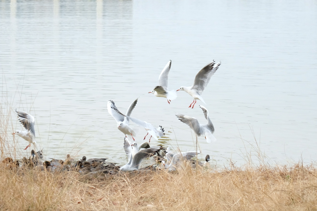 酉年もあとわずか