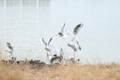 酉年もあとわずか