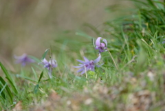 カタクリの花