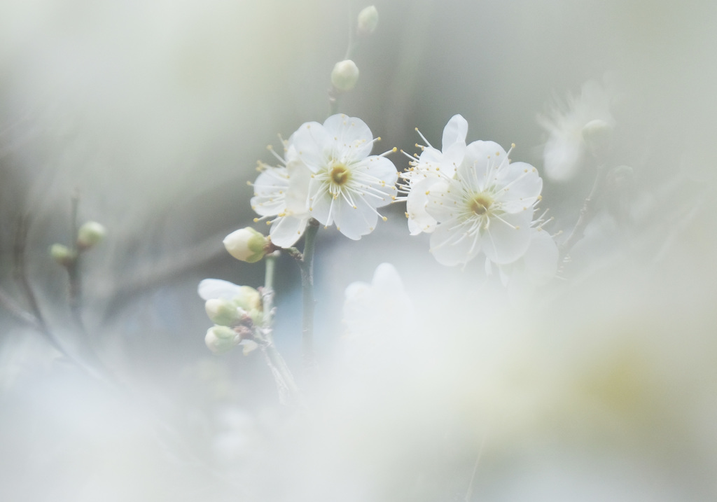 去年の白梅
