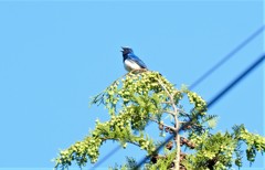 DSCF7446