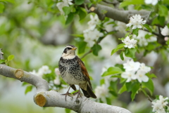 リンゴの花の木の下で