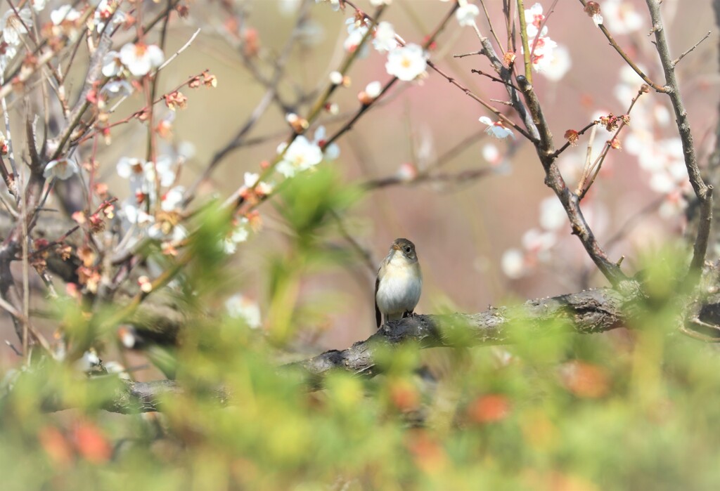 やっと逢えたキミ