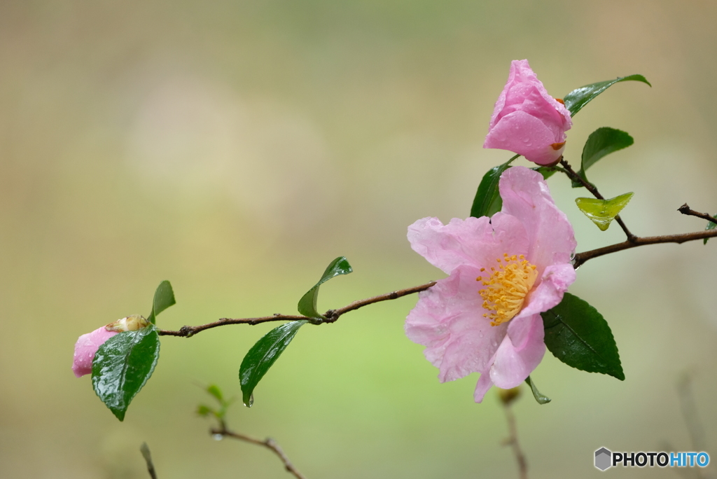 山茶花