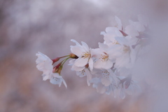 花時