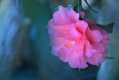 山茶花