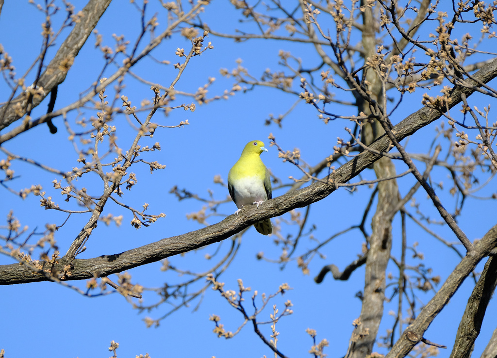 幸せの青い鳥？