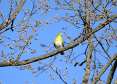 幸せの青い鳥？