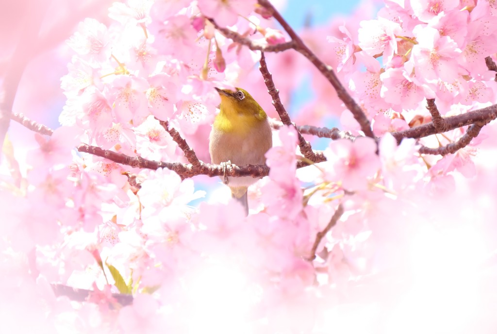 お花見