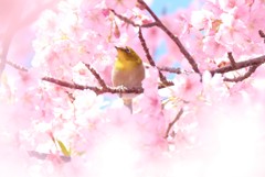 お花見