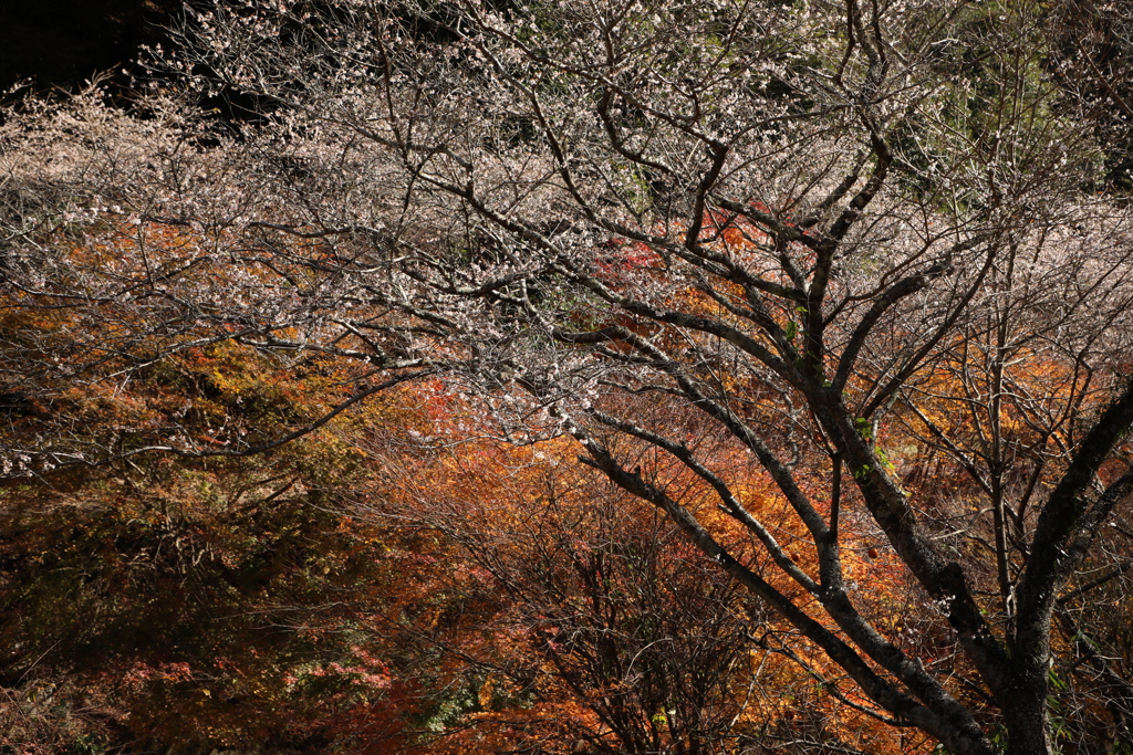 四季桜と