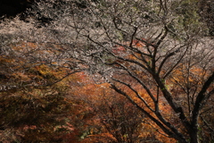 四季桜と