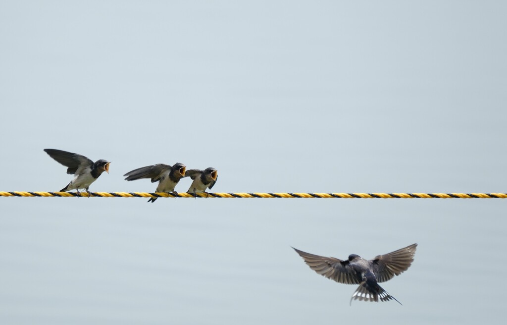 ちょうだい ちょうだい ちょうだい By さっぺ Id 写真共有サイト Photohito