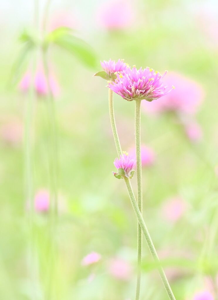 千日紅