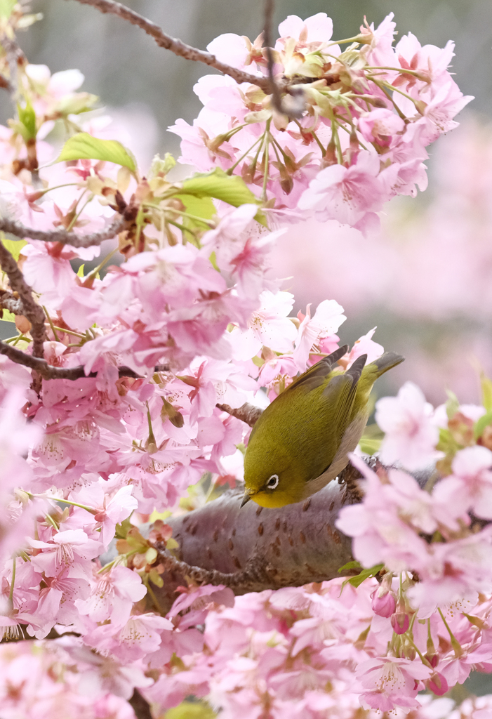 SAKURA