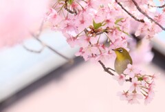 SAKURA