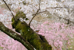 去年の桜