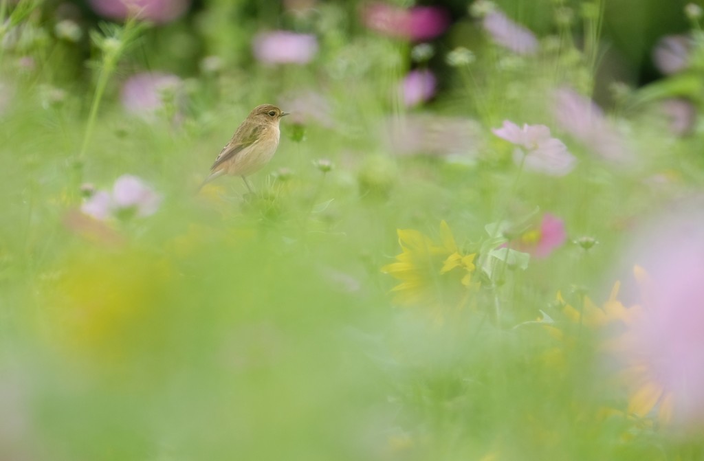 flower gerden♪