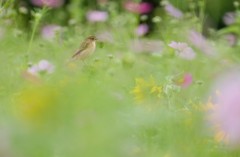 flower gerden♪