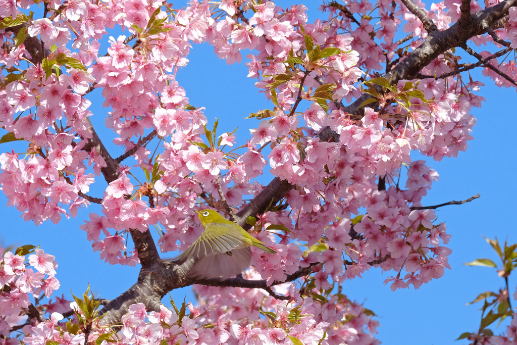 SAKURA