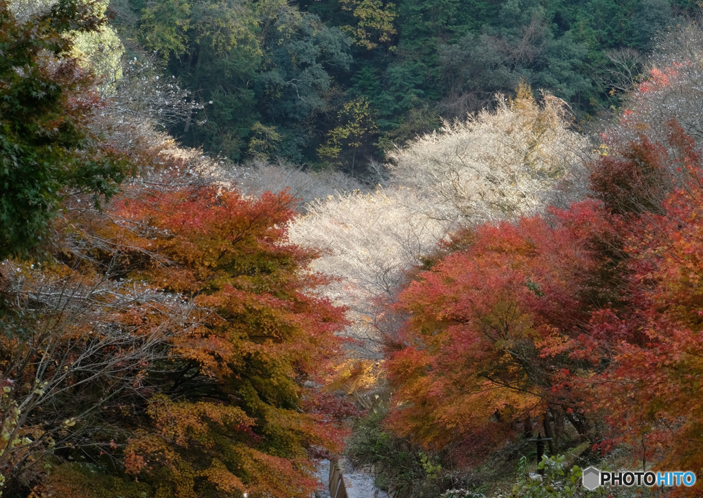 四季桜と紅葉