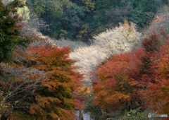 四季桜と紅葉