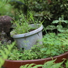 箱庭