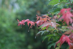 雨上がり