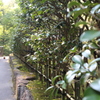道２