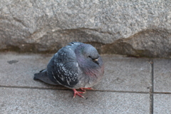 鳩