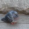 鳩