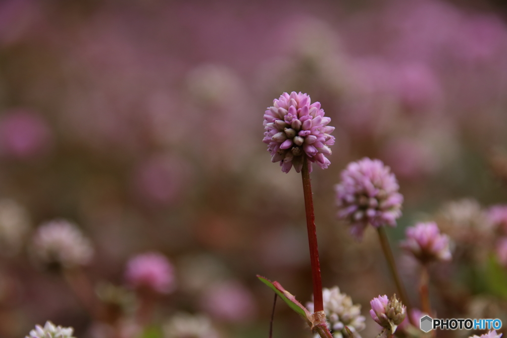 この花なんの花