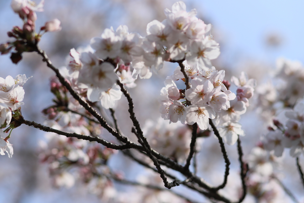 桜