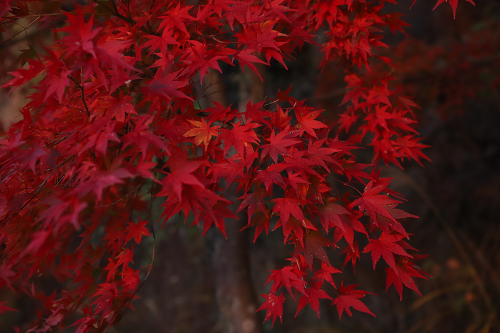 鳳来寺③