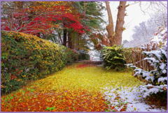 「落ち葉の路　1」