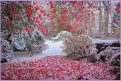 「雪に香る 2」