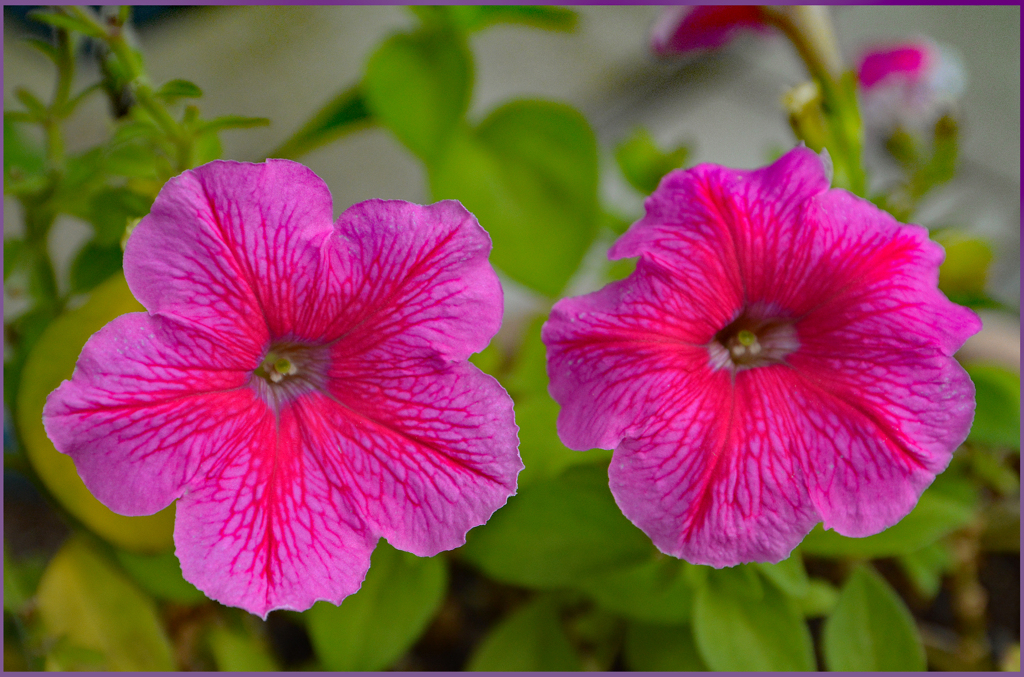 「お別れ姉妹」