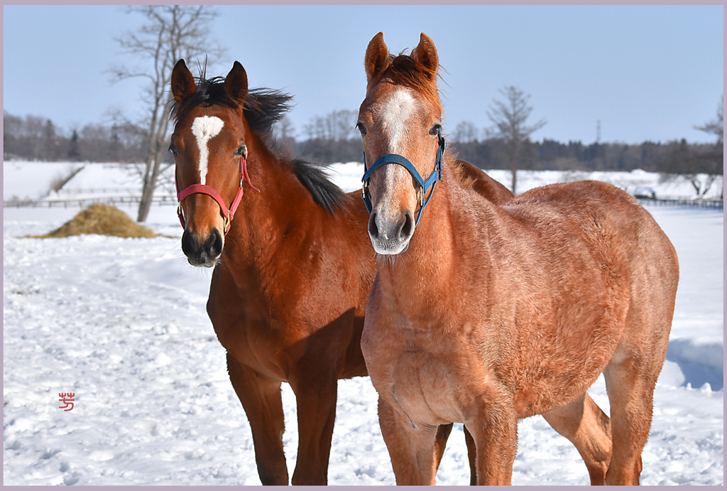 「2019　まきば卒業写真」