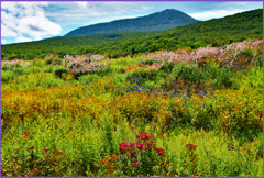 「秋陽に照り」