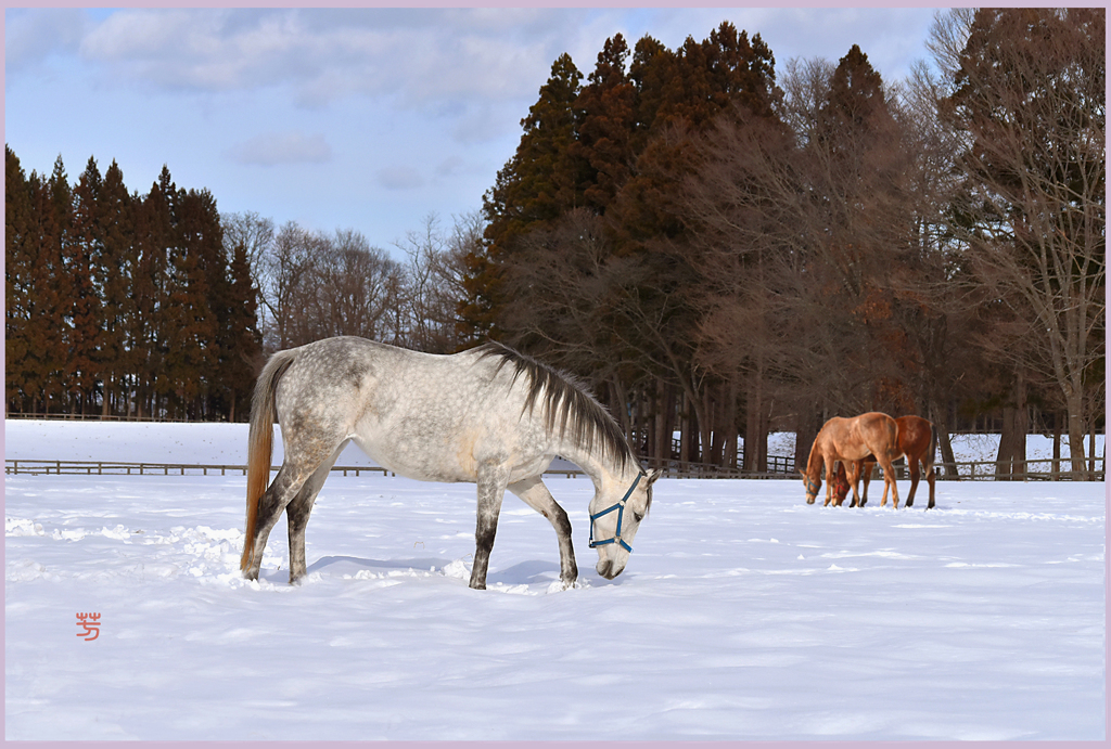 ＠2019「まきば陽光 Ⅱ」