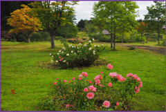 「東八甲田ローズカントリー」