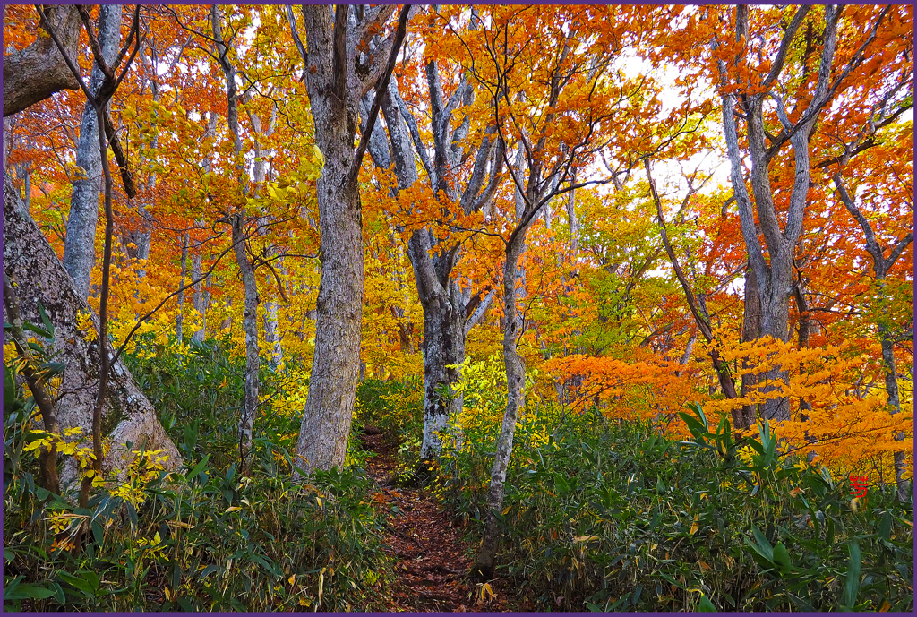 「ブナ林紅葉」　5