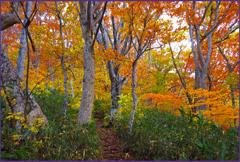 「ブナ林紅葉」　5