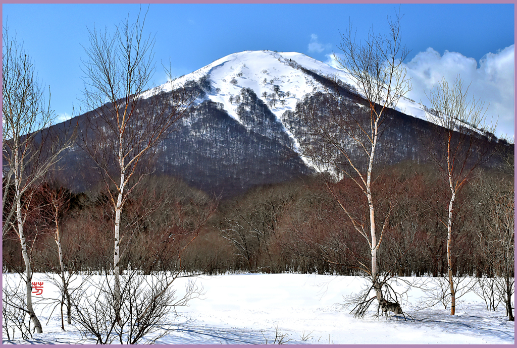 八甲田山　[若ダテ樺と雛岳」