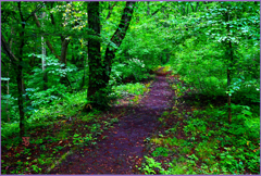 森の路　Ⅵ
