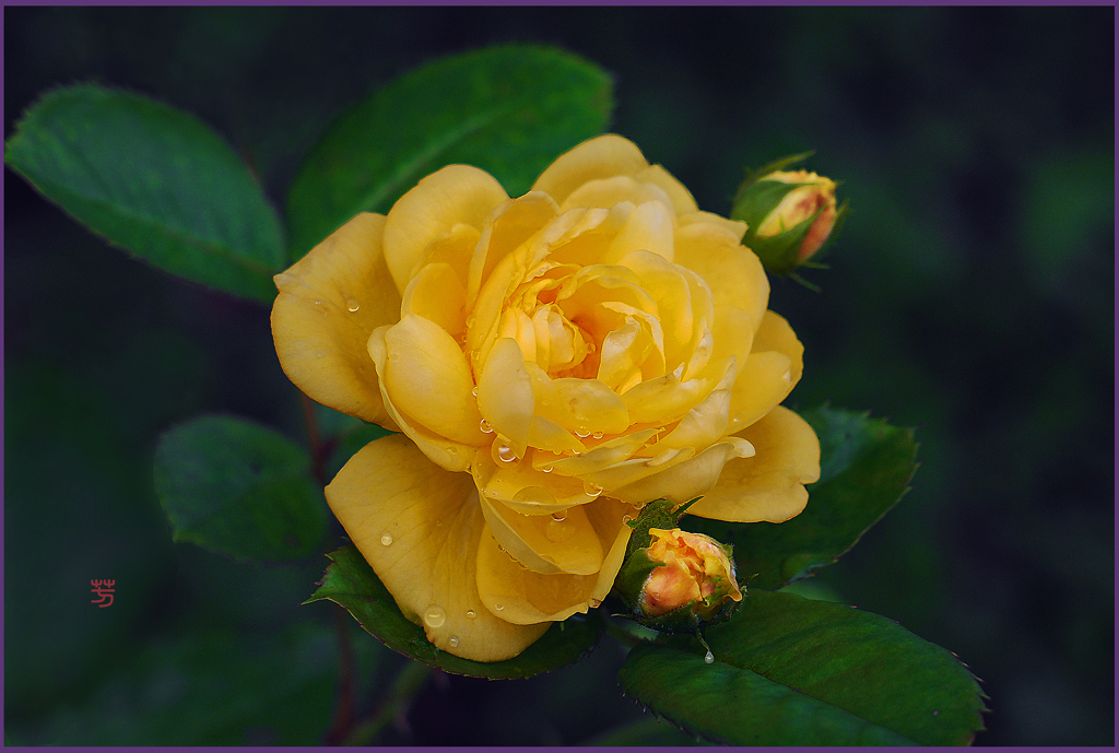 朝露の薔薇