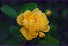 朝露の薔薇