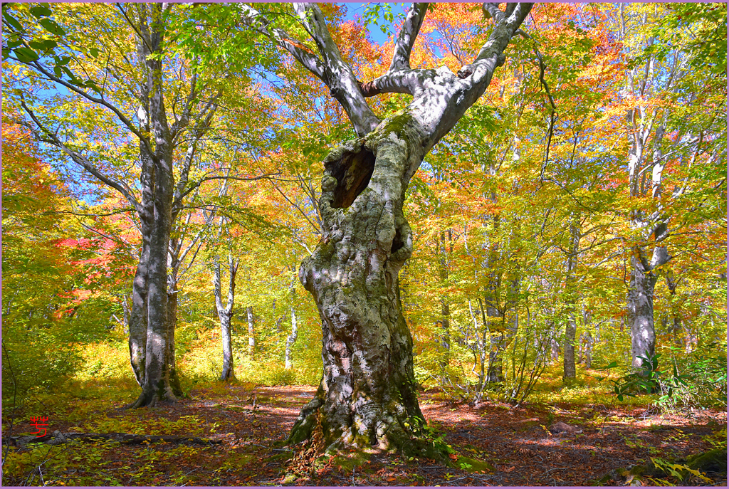 南八甲田ブナ林紅葉　Ⅰ　