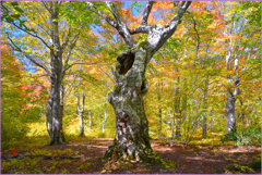 南八甲田ブナ林紅葉　Ⅰ　